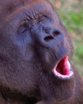 gorilla-1.jpg