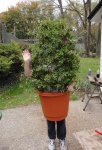 shrub.jpg