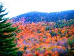 mountain-foliage.jpg
