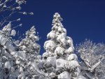 trees.jpg