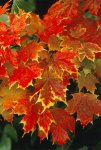 foliage-season-523310-ga.jpg