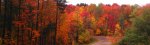 Foliage-banner.jpg