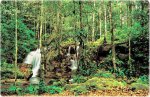 floresta-amazonica-2.jpg