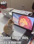 2ad1c6513365a091484bbcab1f5c52b1--dream-big-the-lion-king.jpg