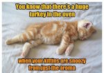 Snoozy Kitten.jpg