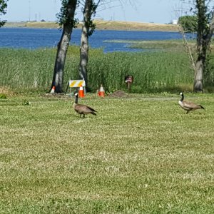 ducks.jpg